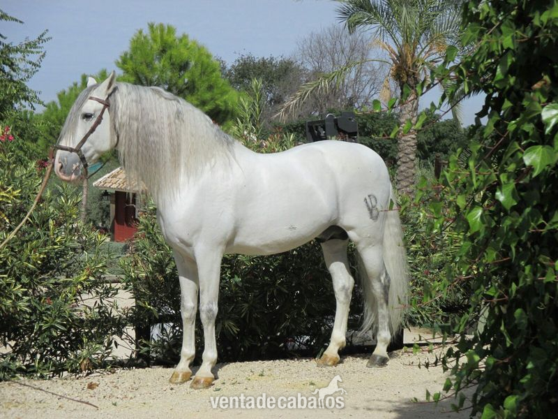Caballo de calidad in 