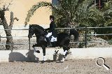 Caballos Pura Raza Española (P.R.E.) PRE - Camvio o vendo PRE capa negra entero