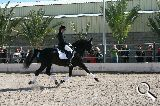Camvio o vendo PRE capa negra entero - Caballos Pura Raza Española (P.R.E.) PRE