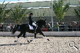 Camvio o vendo PRE capa negra entero - Caballos Pura Raza Española (P.R.E.) PRE