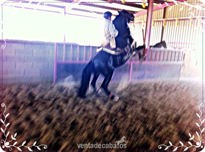 Camvio o vendo PRE capa negra entero - Caballos Pura Raza Española (P.R.E.)