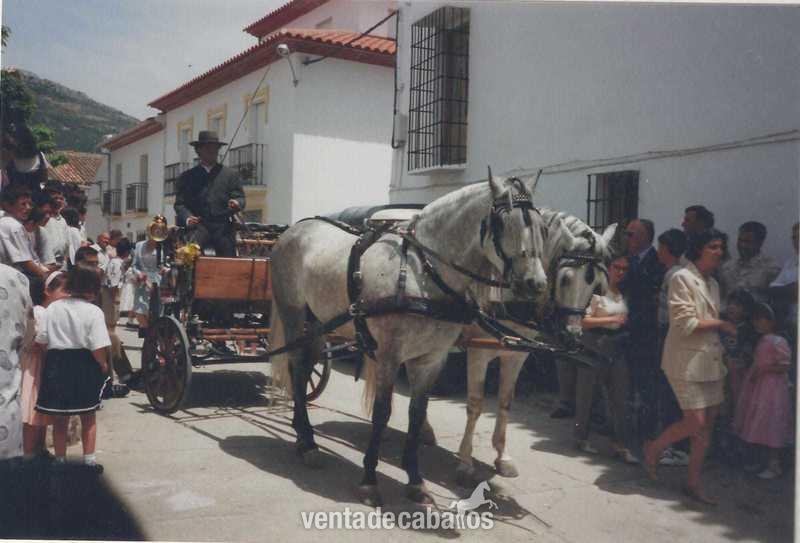 Carro de caballos - Carruajes y Enganches