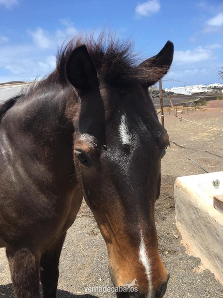135cm approx pony en venta in 
