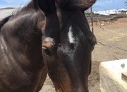 135cm approx pony en venta