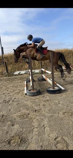 Caballo de Deporte Español (CDE) {TYPE}