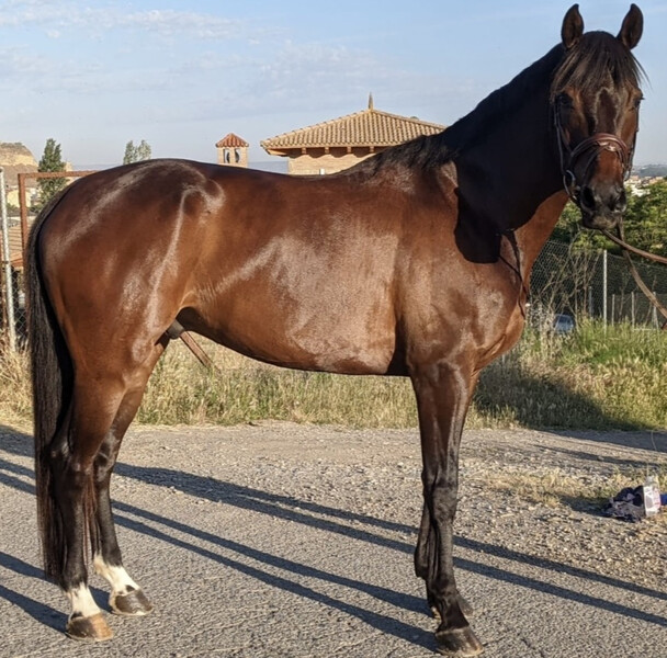 Caballos salto CDE  - Caballos Capados Caballo de Deporte Español (CDE)