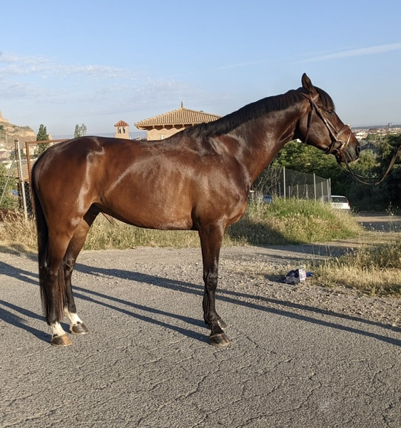 Caballos salto CDE  - Caballo de Deporte Español (CDE)