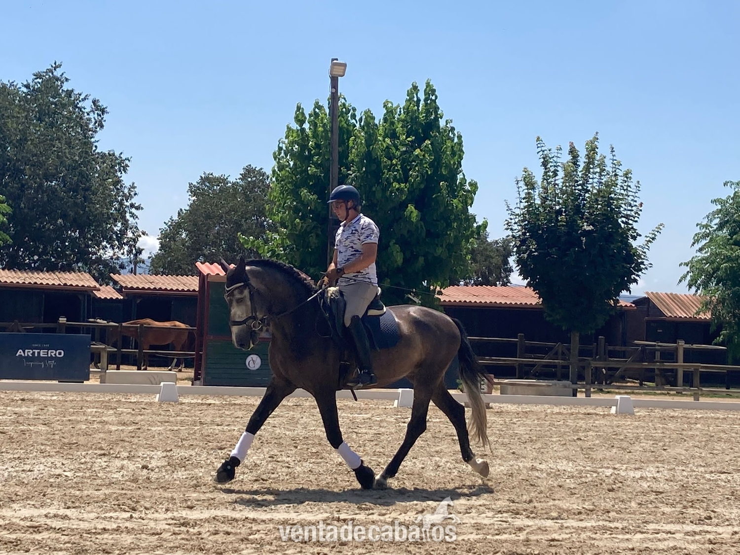 Se vende magnifico semental de 4 años. Compitiendo en doma clasica .  in 