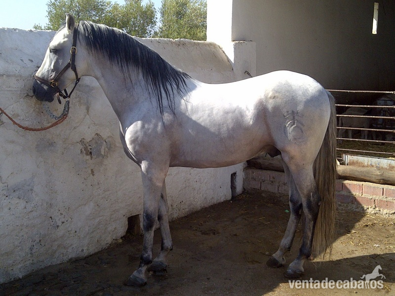 Pre del Esparragal  - Caballos Pura Raza Española (P.R.E.) Pura Raza Española