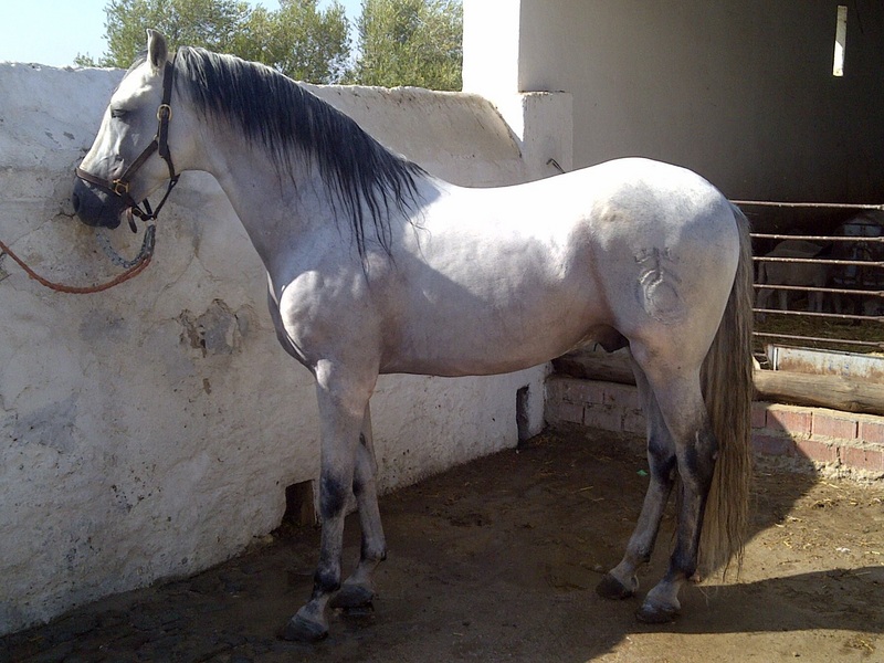 Pre del Esparragal  - Caballos Pura Raza Española (P.R.E.) Pura Raza Española