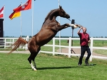 Yeguada Solavilla - Caballos PRá