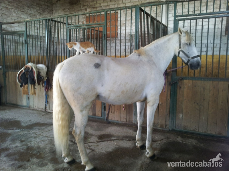 Caballo saltando 1,30  in 