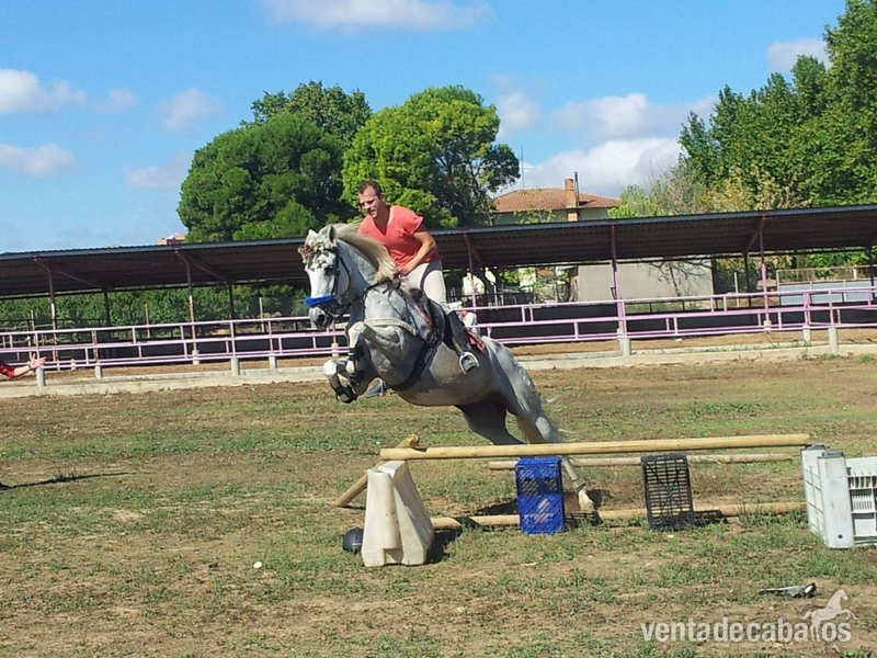 Caballo de Deporte Español (CDE) {TYPE}