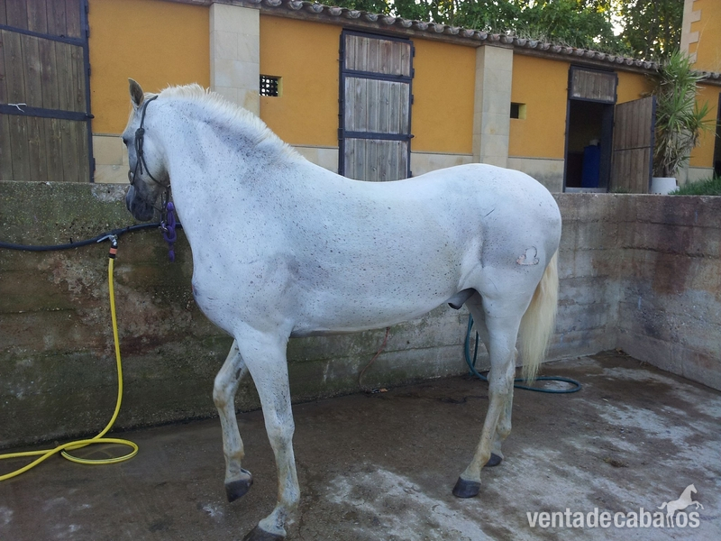 Caballos Capados Caballo de Deporte Español (CDE) - Caballo saltando 1,30 