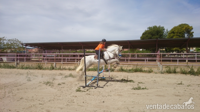 Caballo saltando 1,30  - Caballos Capados Caballo de Deporte Español (CDE)