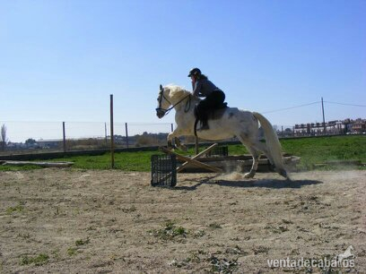 Caballo saltando 1,30  - Caballo de Deporte Español (CDE)