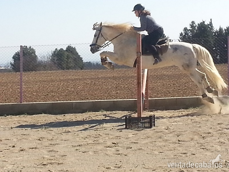 Caballo saltando 1,30  - Caballos Capados
