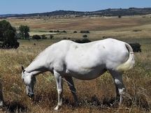 Se vende yegua de cria