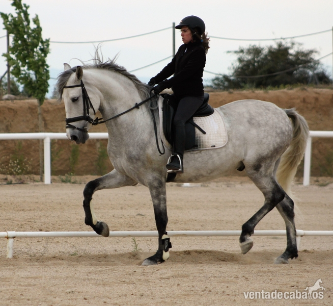 Vendo caballo PRE in 
