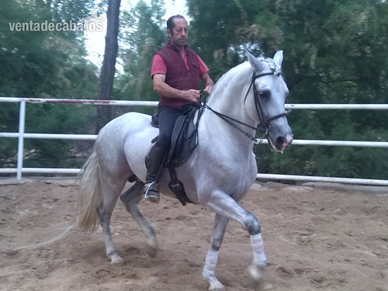 caballo cartujano alta escuela in 