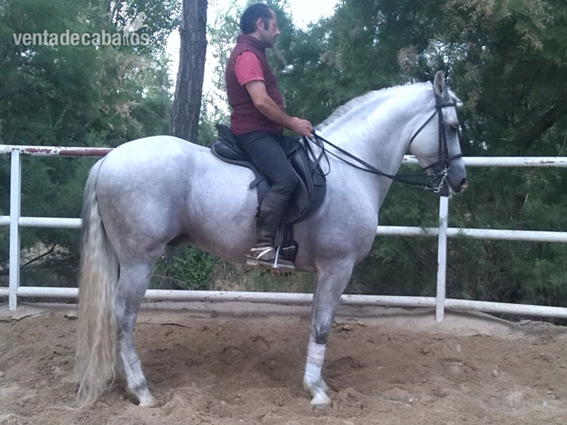 Pura Raza Española {TYPE}