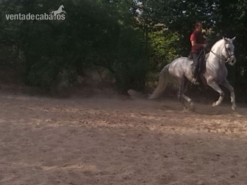Caballos Pura Raza Española (P.R.E.) Pura Raza Española - caballo cartujano alta escuela