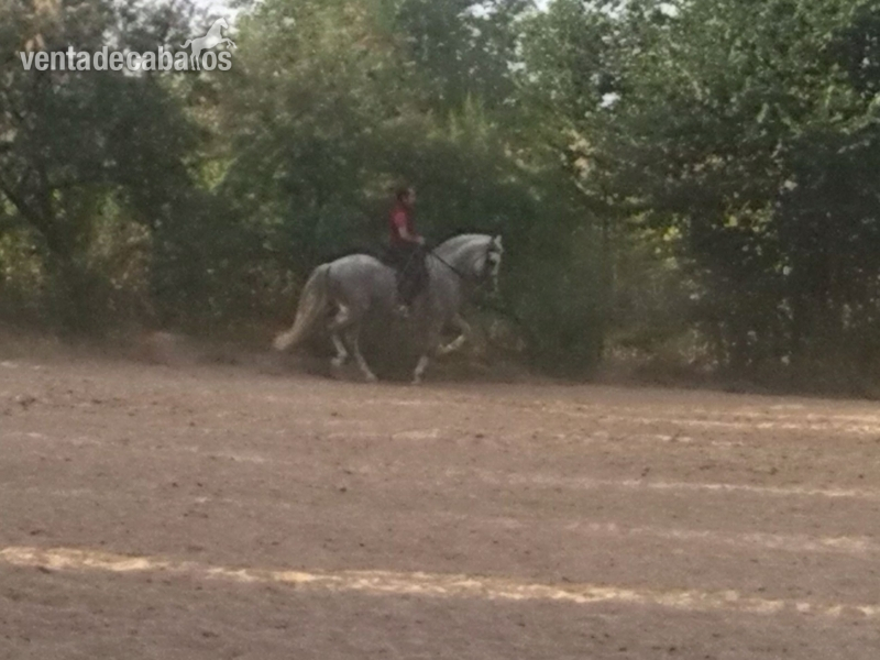 caballo cartujano alta escuela - Caballos Pura Raza Española (P.R.E.) Pura Raza Española