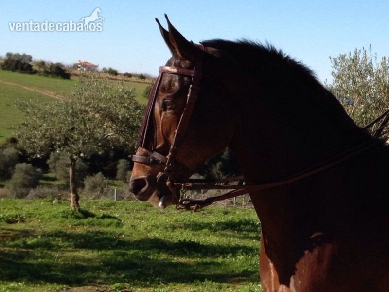 Hispano-Arabe