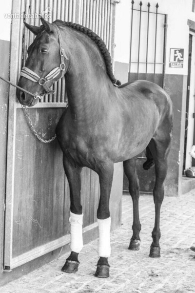 Se vende caballo de competición  in 