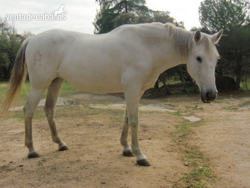 VENDO  1  YEGUA PRP in 