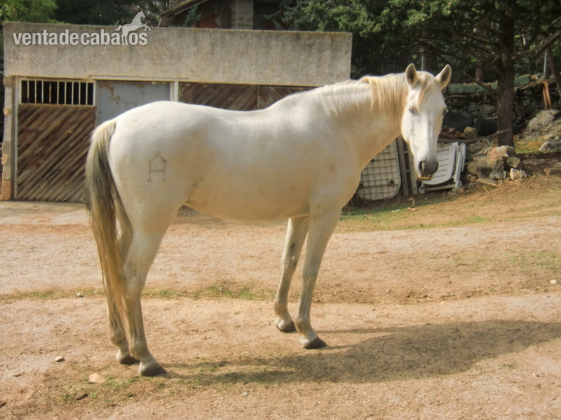 Yeguas Pura Raza Española - VENDO  1  YEGUA PRP