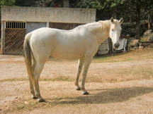VENDO 1 YEGUA PRP