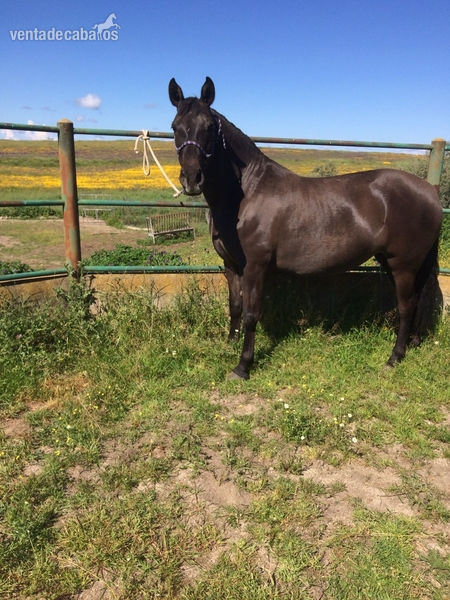 Yeguas Pura Raza Española - VENTA YEGUA PRE