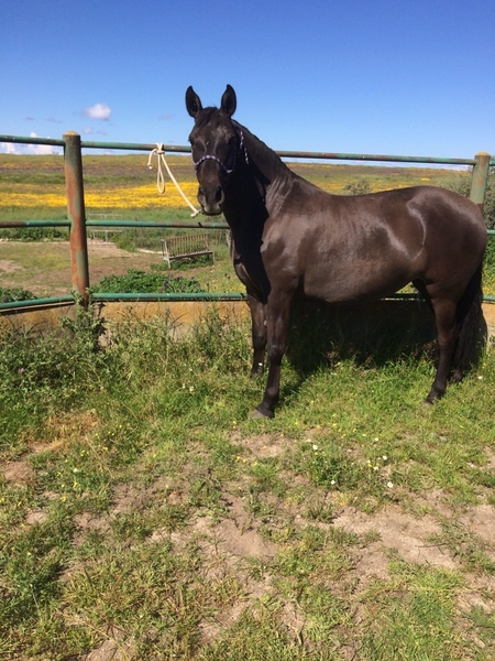 Yeguas Pura Raza Española - VENTA YEGUA PRE