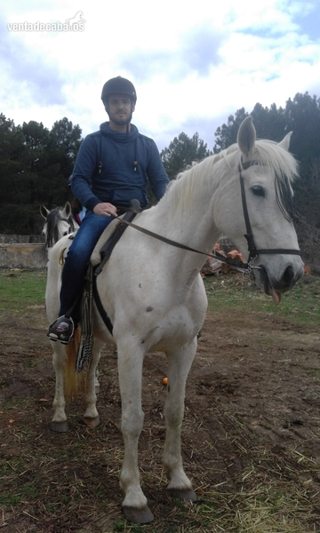 Vendo caballo castrado domado tipo anglohispano in 