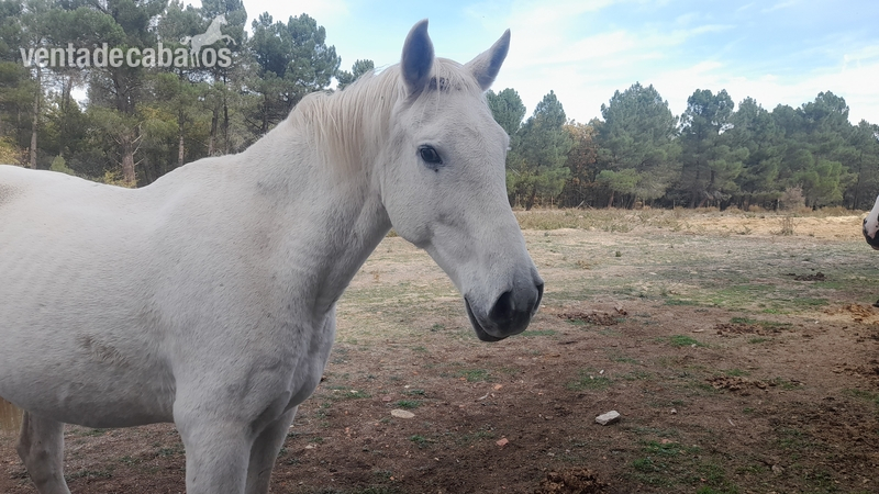 Caballos Capados Anglo Hispano - Vendo caballo castrado domado tipo anglohispano