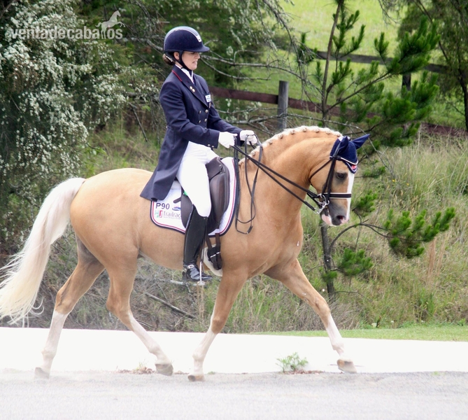Talentoso Poni Palomino in 
