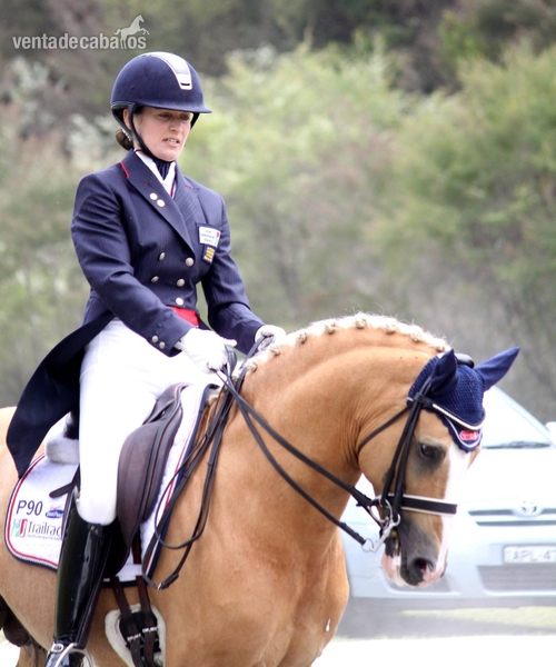 Irish Sport Horse