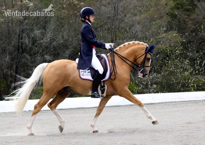 Irish Sport Horse {TYPE}
