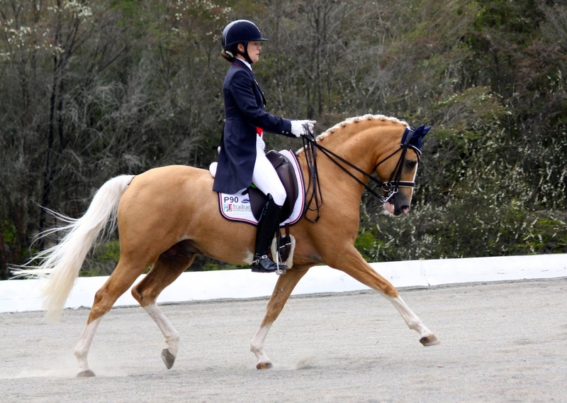 Irish Sport Horse {TYPE}
