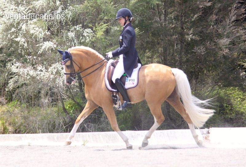 Ponis Pony Club Irish Sport Horse - Talentoso Poni Palomino