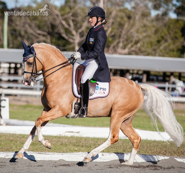 Talentoso Poni Palomino - Ponis Pony Club Irish Sport Horse