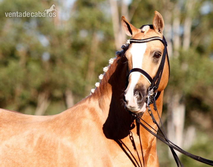 Talentoso Poni Palomino - Irish Sport Horse