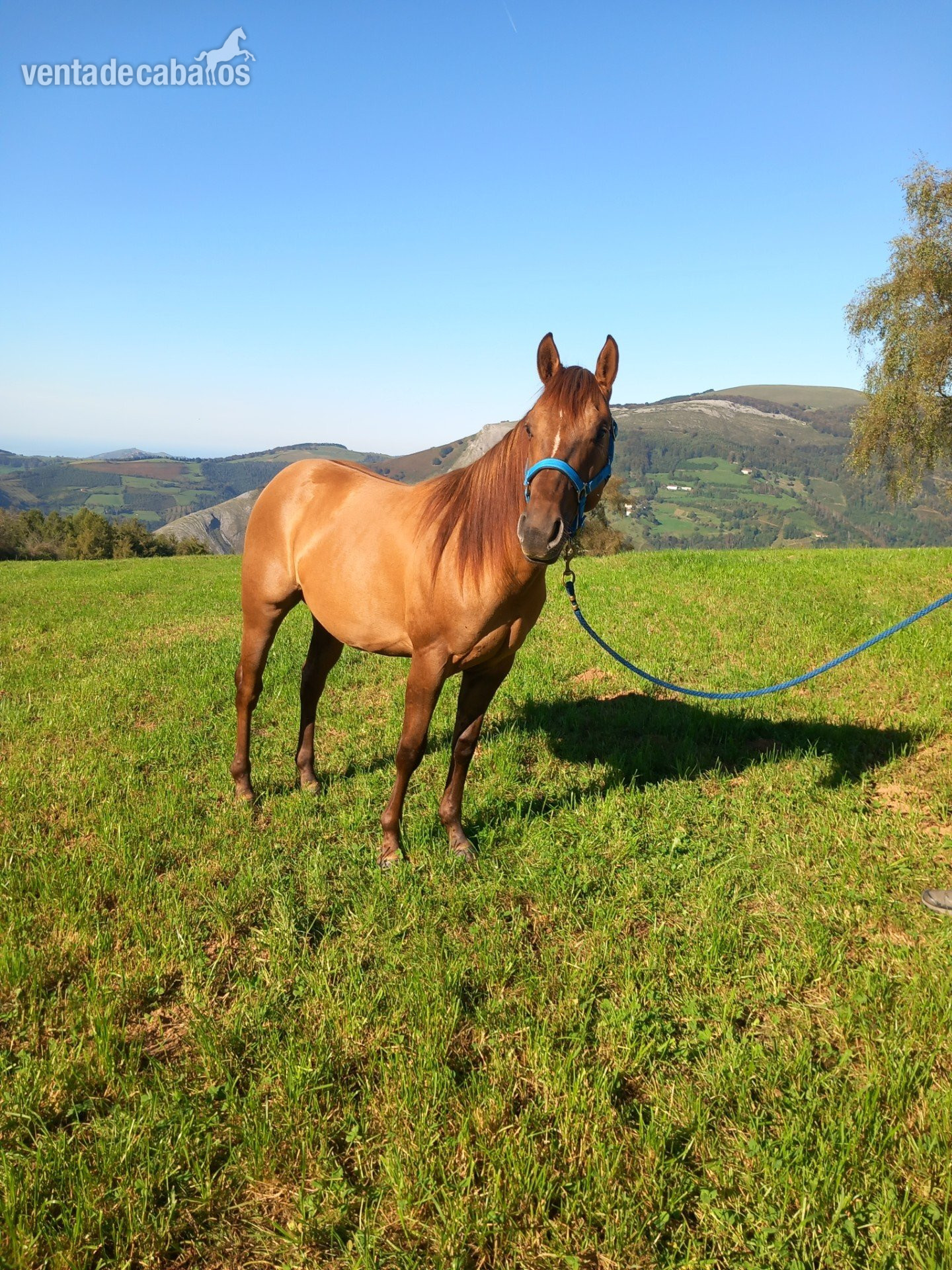 POTRO AQHA DE REINING in 