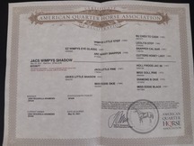 POTRO AQHA DE REINING