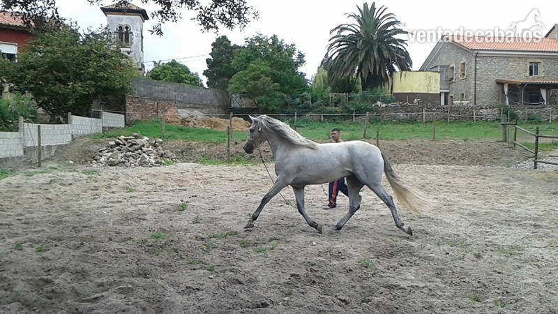 Caballos Pura Raza Española (P.R.E.) Pura Raza Española - Potro PRE tordo de 4 años
