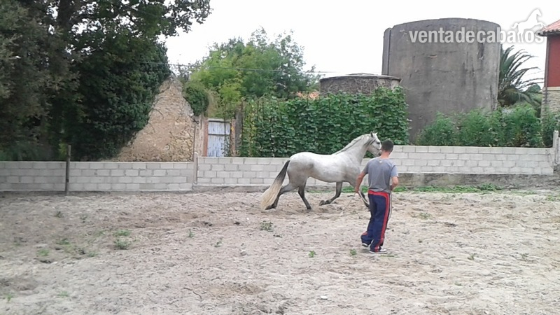 Potro PRE tordo de 4 años - Caballos Pura Raza Española (P.R.E.) Pura Raza Española