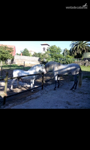 Potro PRE tordo de 4 años - Caballos Pura Raza Española (P.R.E.)