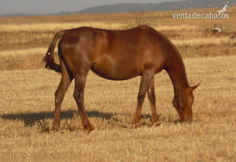 Hispano-Arabe {TYPE}