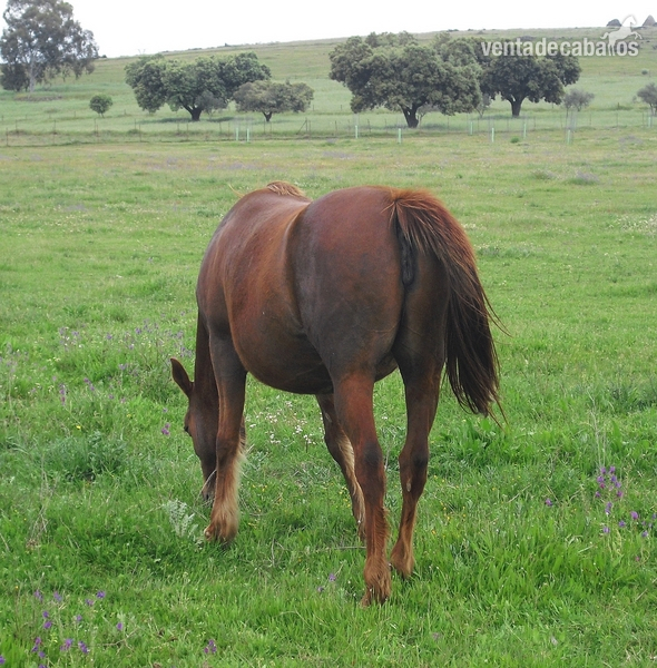 Caballo Hispano Árabe Hispano-Arabe - Se vende Yegua de cría